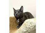 Monica Domestic Shorthair Young Female