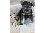 Adopt Banana a Schnauzer