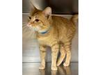 Rodger Domestic Shorthair Adult Male