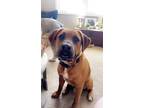 Adopt Zinger aka Ruger - FOSTER OR ADOPT ME!! a Boxer