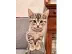 Adopt Beso (PRE-ADOPT ONLY) a Domestic Short Hair, Tabby