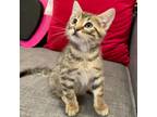 Adopt Chaco (PRE-ADOPT ONLY) a Domestic Short Hair, Tabby