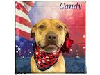 Candy Mixed Breed (Medium) Adult Female
