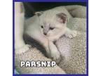 Parsnip Domestic Shorthair Kitten Male