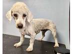 Cassy Poodle (Miniature) Young Female