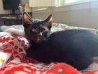 Adopt Fern a Domestic Short Hair