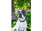 Guapo American Pit Bull Terrier Adult Male