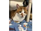 Bubs Domestic Shorthair Adult Male