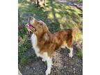 Cooper Australian Shepherd Adult Male