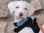 Adopt Aspen a Poodle