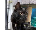 Candy Domestic Shorthair Young Female