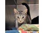 Ruth Domestic Shorthair Young Female