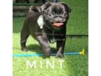 Mint Bow Girl CH Sired