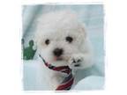 Maltipoo Puppy for sale in Beverly Hills, CA, USA