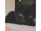 Bear Domestic Shorthair Kitten Male