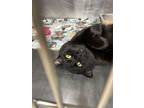 Stanley Yelnats Domestic Shorthair Adult Male