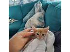 Crush Domestic Shorthair Kitten Male