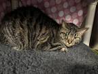 Tiny Domestic Shorthair Adult Female