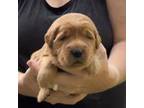Golden Retriever Puppy for sale in Tahlequah, OK, USA
