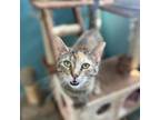 Talley Domestic Shorthair Young Female