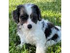 Cavapoo Puppy for sale in Dora, MO, USA