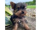 Yorkshire Terrier Puppy for sale in Dora, MO, USA