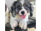 Cavapoo Puppy for sale in Dora, MO, USA