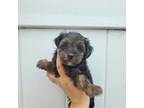 Maltipoo Puppy for sale in Ocala, FL, USA