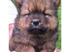 Chow Chow Puppy for sale in Merritt, MI, USA