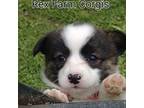 Cardigan Welsh Corgi Puppy for sale in Harpursville, NY, USA