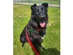 Adopt Ace a Mixed Breed