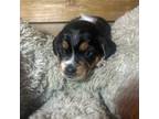 Beagle Puppy for sale in Enumclaw, WA, USA