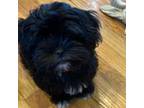 Shih Tzu Puppy for sale in Nicholasville, KY, USA