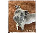 Clyde Mixed Breed (Medium) Young Male