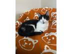 Adopt JJ a Domestic Short Hair