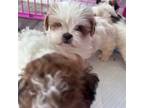 Shih Tzu Puppy for sale in Michigan City, IN, USA