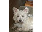 Adopt Arnold a West Highland White Terrier / Westie