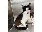 Jason Domestic Shorthair Young Male