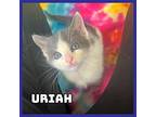 Uriah Domestic Shorthair Kitten Male