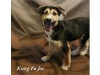 Adopt Kung Fu Joe a Husky, Catahoula Leopard Dog