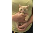 Adopt Rouladen (available for pre-adoption) a Domestic Short Hair