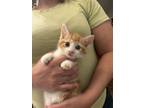 Adopt Goulash (available for pre-adoption) a Domestic Short Hair