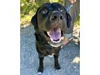 Adopt Dutch/Popeye a Labradoodle, Bernese Mountain Dog