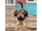 Adopt Benji a Yorkshire Terrier, Dachshund
