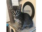 Sonny Domestic Shorthair Kitten Male