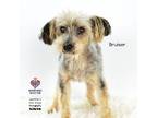 Adopt Bruiser a Poodle, Yorkshire Terrier
