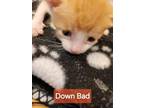 Adopt Down Bad a Domestic Short Hair