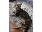 Adopt Mr Twinkles a Domestic Short Hair