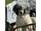 Adopt Giovanni a Poodle