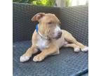 Adopt Edward a Pit Bull Terrier, Mixed Breed